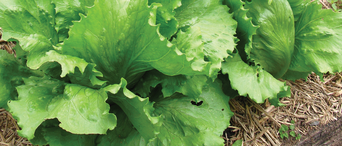 Searles How to Grow Lettuce